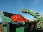 pomodoro industriale