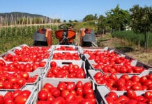 Crisi e opportunità: l’analisi della campagna del pomodoro secondo Annachiara Saguatti (Aretè)