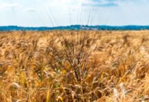 Pasta di grano duro Senatore Cappelli – Le Stagioni d’Italia: la riscoperta di un grano antico 100% italiano