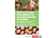 Despar Centro Sud, stop alla vendita di uova di gallina allevate in gabbia