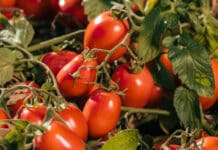 La filiera Casalasco, una garanzia per Private Label e Co-packing