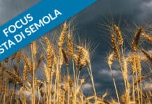 Il grano duro è minacciato dal clima; il racconto mondiale del 2022 potrebbe non essere differente dall’ultimo