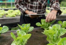 Sostenibilità ambientale: DNV propone un approccio per favorire la trasformazione del settore alimentare