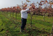 La foglia di vite diventa fonte di salute e benessere con il progetto di “Vine leaf for life” di Cantine Riunite e Civ