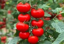 Per il pomodoro a grappolo si prospettano nuovi spazi in Europa