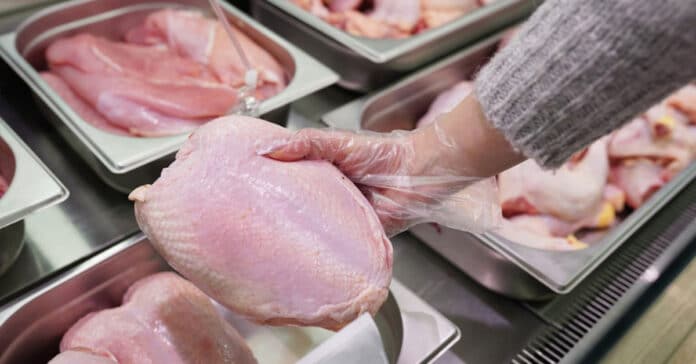 pollo
