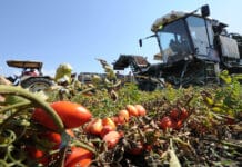 Anicav: “Serve unione d’intenti per tutelare intera filiera del pomodoro. Fondamentale investire per ottimizzare la produzione”