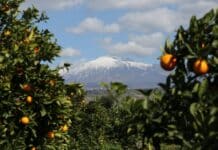 Extra Rosse Barbera: produzione esclusiva con antociani quattro volte superiori agli altri cloni di arancia rossa