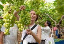Torna “Regina di Puglia” per la promozione dell’uva da tavola e del suo territorio