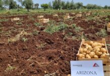 Agroalimentare: Patata Novella siciliana in arrivo sugli scaffali