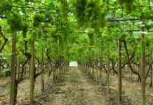 ARRA Sugar Drop™ Barbera, l’uva da tavola siciliana senza semi che si scioglie in bocca