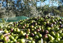 Campagna olearia 2024/25, Nicola Pantaleo: “Si allarga la forbice fra prodotto italiano e comunitario, ci saranno costi maggiori e minor prodotto”