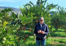Dal fotovoltaico alla biodiversità: Barbera rivoluziona l’agricoltura siciliana
