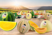 Assorted melons on a wooden surface, including a whole watermelon, cantaloupes, and sliced melons with 'Don Camillo' stickers, in a farm-country setting.