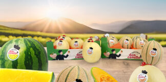 Assorted melons on a wooden surface, including a whole watermelon, cantaloupes, and sliced melons with 'Don Camillo' stickers, in a farm-country setting.