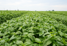 Consorzio Casalasco rafforza la filiera del basilico nella lotta alla peronospora Extensive field of dense green leafy crops planted in neat rows stretching to the horizon under a cloudy sky.