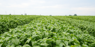 Extensive field of dense green leafy crops planted in neat rows stretching to the horizon under a cloudy sky.