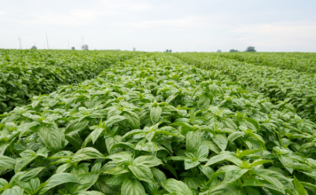 Consorzio Casalasco rafforza la filiera del basilico nella lotta alla peronospora Extensive field of dense green leafy crops planted in neat rows stretching to the horizon under a cloudy sky.