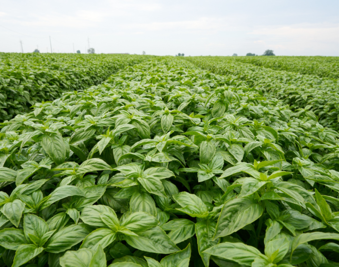 Extensive field of dense green leafy crops planted in neat rows stretching to the horizon under a cloudy sky.