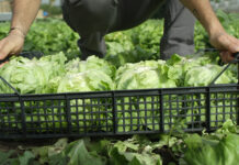 PPWR: CONIP al fianco dei consorziati per affrontare le nuove sfide del Regolamento Europeo Person kneeling in a field, placing fresh green lettuce into a black plastic crate.