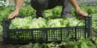 PPWR: CONIP al fianco dei consorziati per affrontare le nuove sfide del Regolamento Europeo Person kneeling in a field, placing fresh green lettuce into a black plastic crate.