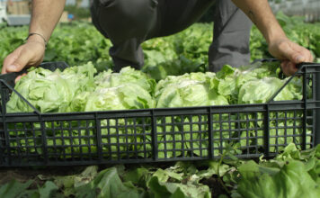 Person kneeling in a field, placing fresh green lettuce into a black plastic crate.