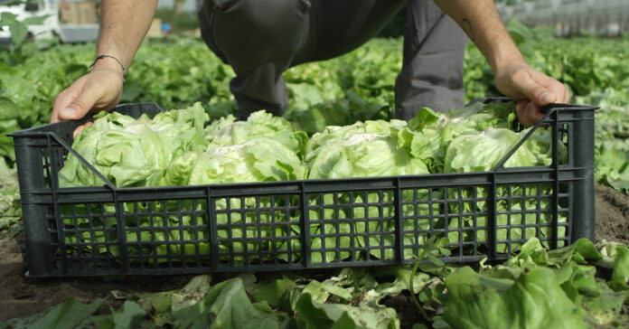 Conip_1200x628 Person kneeling in a field, placing fresh green lettuce into a black plastic crate.