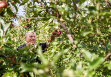 VOG presenta la nuova stagione mele con una gamma completa per la GDO Older man reaches to pick a red apple from an apple tree in a sunlit orchard.