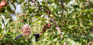VOG presenta la nuova stagione mele con una gamma completa per la GDO Older man reaches to pick a red apple from an apple tree in a sunlit orchard.