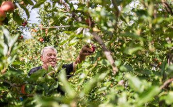 VOG presenta la nuova stagione mele con una gamma completa per la GDO Older man reaches to pick a red apple from an apple tree in a sunlit orchard.