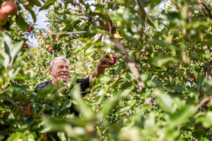 VOG_Gala_©ArminHuber_2 Older man reaches to pick a red apple from an apple tree in a sunlit orchard.
